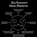 Zinc picolinate useful properties molecular chemical formula. Zinc infographics. Vector illustration.