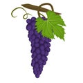 Zinfandel also known as Primitivo grape Royalty Free Stock Photo