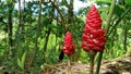 Beautiful portrait of Zingiber Cassumunar flower