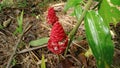 Beautiful portrait of Zingiber Cassumunar flower