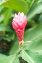 Zingiber officinale Roscoe (ZINGIBERACEAE) (Thai Ginger) Royalty Free Stock Photo