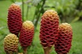 Zingiber spectabile, or beehive ginger, display a palette of red and yellow. Royalty Free Stock Photo