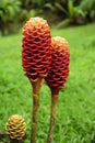 Zingiber spectabile, or beehive ginger. Royalty Free Stock Photo