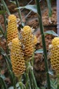 Zingiber spectabile, commonly known as beehive ginger Royalty Free Stock Photo