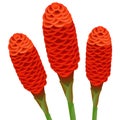 Zingiber spectabile, ginger flowers on a white background.