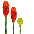 Zingiber spectabile, ginger flowers on a white isolated background.