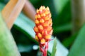 Zingiber zerumbet, common names, awapuhi, bitter ginger, shampoo ginger and pinecone ginger is a species of plant in the ginger Royalty Free Stock Photo