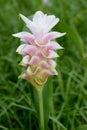 Zingiberaceae - Beautiful soft pink white flower close up Royalty Free Stock Photo
