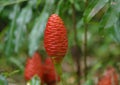 Zingiberaceae flower Royalty Free Stock Photo