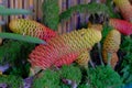 Zingiberaceae Flowers