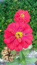 Zinia elegan, flower, red, nature, garden