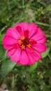 Zinia graceful flower