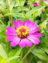 Zinia graceful or Zinnia elegans flower