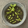 Zink pot with seedlings
