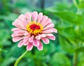 Zinnia Royalty Free Stock Photo