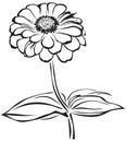 Zinnia