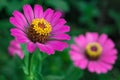 Zinnia angustifolia flowers