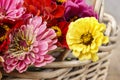 Zinnia autumn flowers Royalty Free Stock Photo