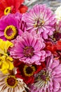 Zinnia autumn flowers Royalty Free Stock Photo