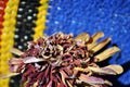 Zinnia bicolor flaccid flower on folk style carpet of the 19th century striped colorful background