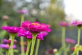 Zinnia in bloom. Variety of autumn colors. Garden flowers.