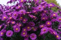 Zinnia bush in deep pink colour with bee on flower Royalty Free Stock Photo