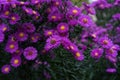 Zinnia bush in deep pink colour with bee on flower Royalty Free Stock Photo