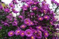 Zinnia bush in deep pink colour with bee on flower Royalty Free Stock Photo