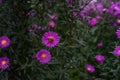 Zinnia bush in deep pink colour with bee on flower Royalty Free Stock Photo