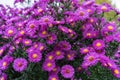 Zinnia bush in deep pink colour with bee on flower Royalty Free Stock Photo