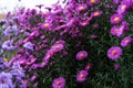 Zinnia bush in deep pink colour with bee on flower Royalty Free Stock Photo