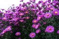 Zinnia bush in deep pink colour with bee on flower Royalty Free Stock Photo