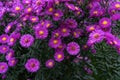 Zinnia bush in deep pink colour with bee on flower Royalty Free Stock Photo