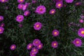 Zinnia bush in deep pink colour with bee on flower Royalty Free Stock Photo