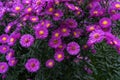 Zinnia bush in deep pink colour with bee on flower Royalty Free Stock Photo