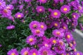 Zinnia bush in deep pink colour with bee on flower Royalty Free Stock Photo