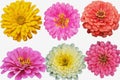 Zinnia collection