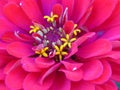 Zinnia Dahlia Zinnia Elegans Stamen. Zinnia Elegans `Benary`s Giant Bright Red` close up view. Royalty Free Stock Photo