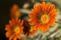 Zinnia elegans