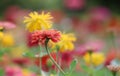 Zinnia elegans beautiful flowers colorful in the garden the nature bright and freshness  background Royalty Free Stock Photo