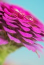 Zinnia elegans flower macro