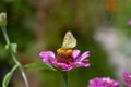 Zinnia Elegans Flowering Plant, Beautiful Pink Purple Flowers In Bloom With Old Yellow Butterfly