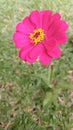 Zinnia elegans flowers the beatiful pink fresh