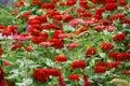 Zinnia elegans flowers beautiful petal colorful in the garden Royalty Free Stock Photo