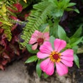 zinnia elegans flowers