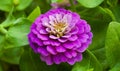 Zinnia elegans jacq. Royalty Free Stock Photo