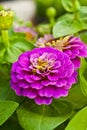 Zinnia elegans jacq. Royalty Free Stock Photo