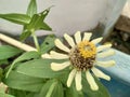 Zinnia elegans Jacq. flowers Royalty Free Stock Photo