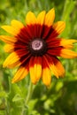 Zinnia elegans Jacq Royalty Free Stock Photo