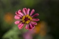 Zinnia elegans know as youth-and-age flower. Royalty Free Stock Photo